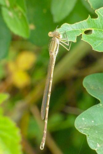 Réf. 261 606 : Sympecma fusca